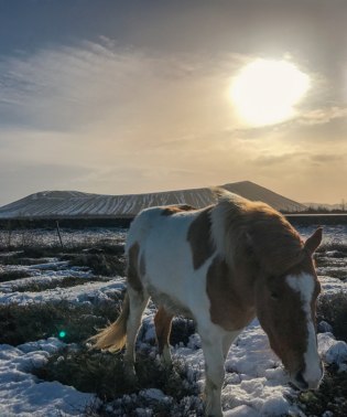 Friendly horse at Hverjfal crater in Myvatn