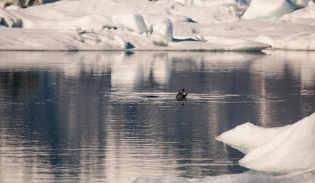 Seals of Jokulsarlon